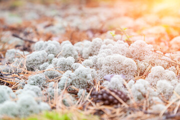 close-up on blue moss on the ground in the forest among the grass and and trees. Natural decorative materials for interior design.
