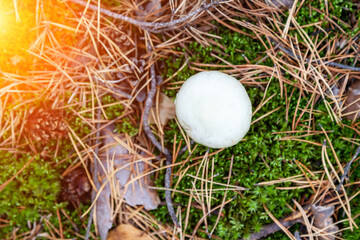 A close-up of a toadstool mushroom with a white cap hidden among the autumn leaves and spruce needles fallen from the trees. Food and mushroom picking. poisonous and harmful mushrooms