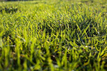 green grass background