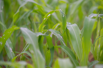 Close up leaves of corn on a Field corn background  The growth of the crop. Greenness.
