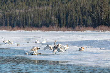 Large flock of tundra trumpeter swans while on a stopover to Alaska during spring time in Yukon Territory, Canada. Wings flapping while standing on icy river. 