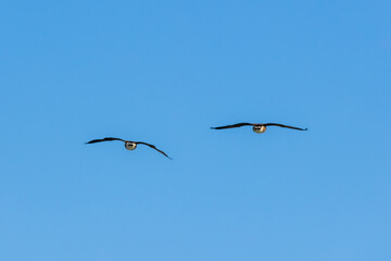 Two Canada geese flying directly towards the camera with bright blue background. 