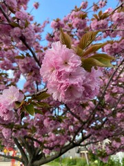 pink cherry blossom