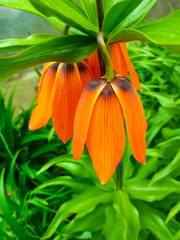 Colorful flower of the crown imperial on a green blurry background. 