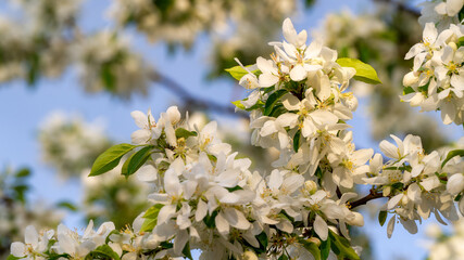 Pear blossoms in Bend Oregon in the Spring