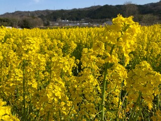 Obraz premium field