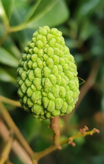 close up of a litchi fruit