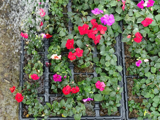 Fototapeta na wymiar Watering potted flower seedlings in a greenhouse, top view