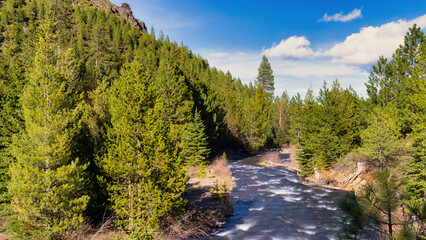 Fototapeta na wymiar River and pine trees at Tumalo Falls in Oregon
