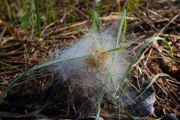 grass trapped in a web 