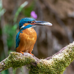 Eisvogel (Alcedo atthis) Männchen