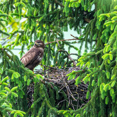 Mäusebussard (Buteo buteo), am Horst