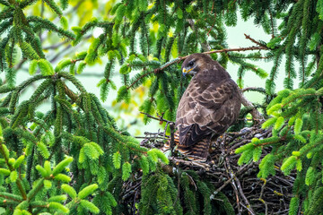 Mäusebussard (Buteo buteo), am Horst