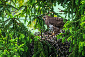Mäusebussard (Buteo buteo), am Horst