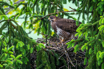 Mäusebussard (Buteo buteo), am Horst