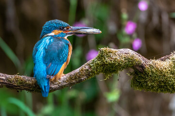 Eisvogel (Alcedo atthis) Männchen