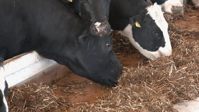 Black and white cow feeding. Line of Black and white Holstein Friesian dairy cattle eating hay and silage through metal bars from a barn.
