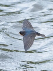 水面をバックに元気に飛び回るツバメの幼鳥