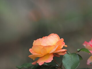 ひっそりと咲く満開の黄色いオレンジ色のバラ