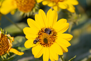 Close-up of a yellow coneflower with a harvesting bee and bumblebee