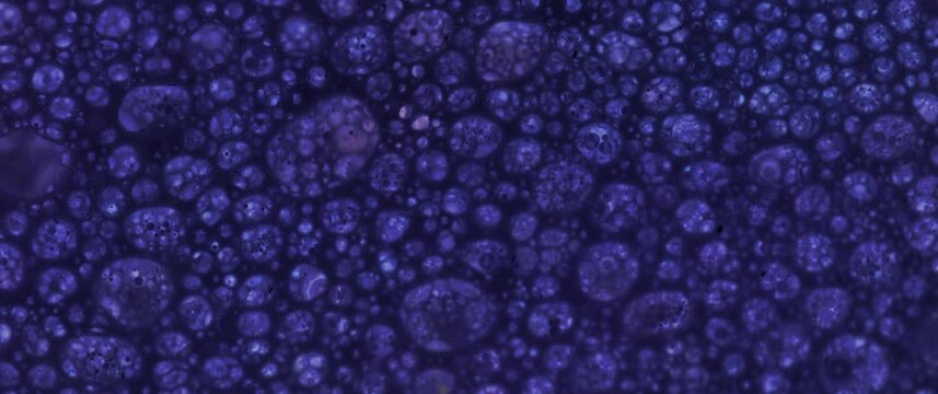 Macro Textures with Vibrant Neon Color Palette. Abstract Background Made with Oil Mixed with Purple Dye, Ink, and Paint.