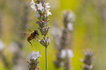 A bee harvesting pollen of a white lavender