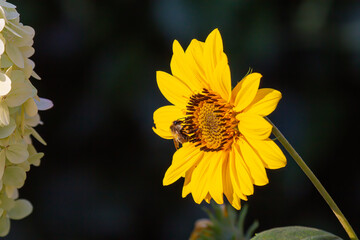 Close-up of a yellow coneflower with a harvesting bee