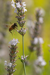 A bee flying to a white lavender stem for harvesting pollen