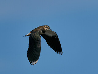 Northern lapwing (Vanellus vanellus)