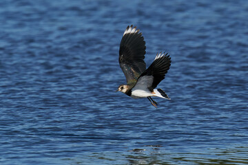 Northern lapwing (Vanellus vanellus)