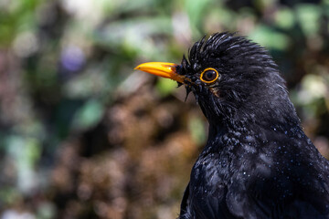 Amsel (Turdus merula) Männchen