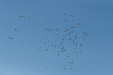 Perfect blue sky background with a massive, huge flock of birds circling, flying and soaring above....