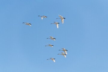 Large flock of white Canadian tundra trumpeter swans flying above with bright blue daytime sky in background. 
