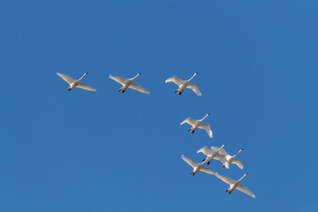 Large flock of white Canadian tundra trumpeter swans flying above with bright blue daytime sky in background. 