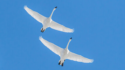 Two beautiful elegant swans fling across a northern Canadian sky in spring time with bright...