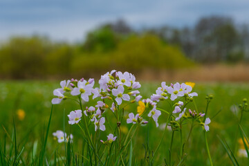 Obraz na płótnie Canvas Wiesen-Schaumkraut (Lat.: Cardamine pratensis) vor einer Frühlings-Landschaft / Wiesenschaumkraut, Wildblume im Frühling
