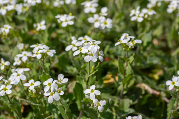 Arabis caucasica arabis mountain rock cress springtime flowering plant, causacian rockcress flowers with white petals in bloom