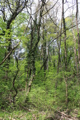 Wiosna w Dolnej Austrii.