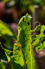 Many bite marks of pest on the vegetable leaves