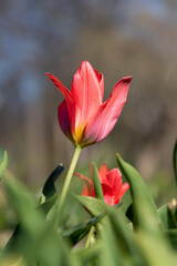 Red tulip in garden. Fully open side view. Green leaves
