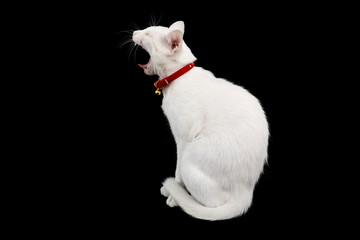Siamese white cat on black background. Thai domestic cat, very cute and smart pet in house, beautiful white cat.