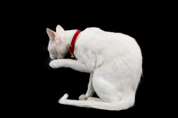 Siamese white cat on black background. Thai domestic cat, very cute and smart pet in house, beautiful white cat.