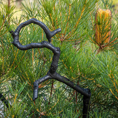 Banksia spinulosa, Budawangs, NSW, April 2021