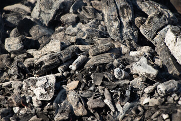 Burnt trees by the fire, coal, ash