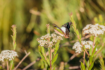 Macleay’s Swallowtail, Budawangs, NSW, April 2021