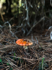fly agaric mushrooms
