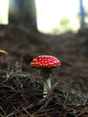 Red Mushroom