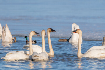 Flock of tundra trumpeter swans in northern Canada during migration to Bering Sea. Icy frozen lake in background with wild, white arctic birds in frame. 