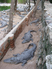 Selective focus image of many crocodiles relaxing on sand and water inside an enclosure
