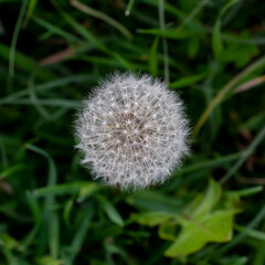 The common dandelion (Taraxacum officinale) white  flower head seeds. Blowball or clock. Top view. Close up.